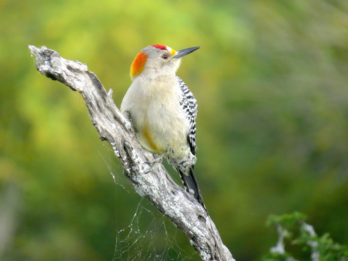 Golden-fronted Woodpecker - ML615939187