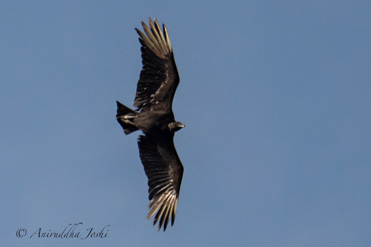 Black Vulture - Aniruddha Joshi