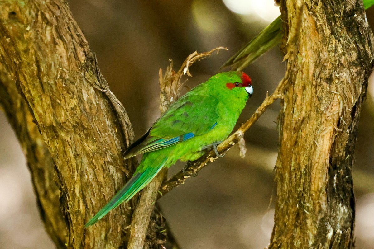 Red-crowned Parakeet - ML615939420