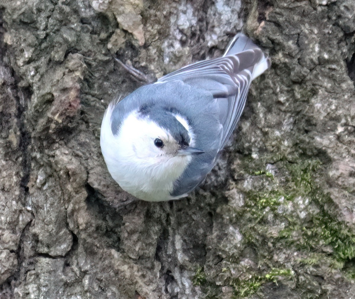 White-breasted Nuthatch - ML615939451