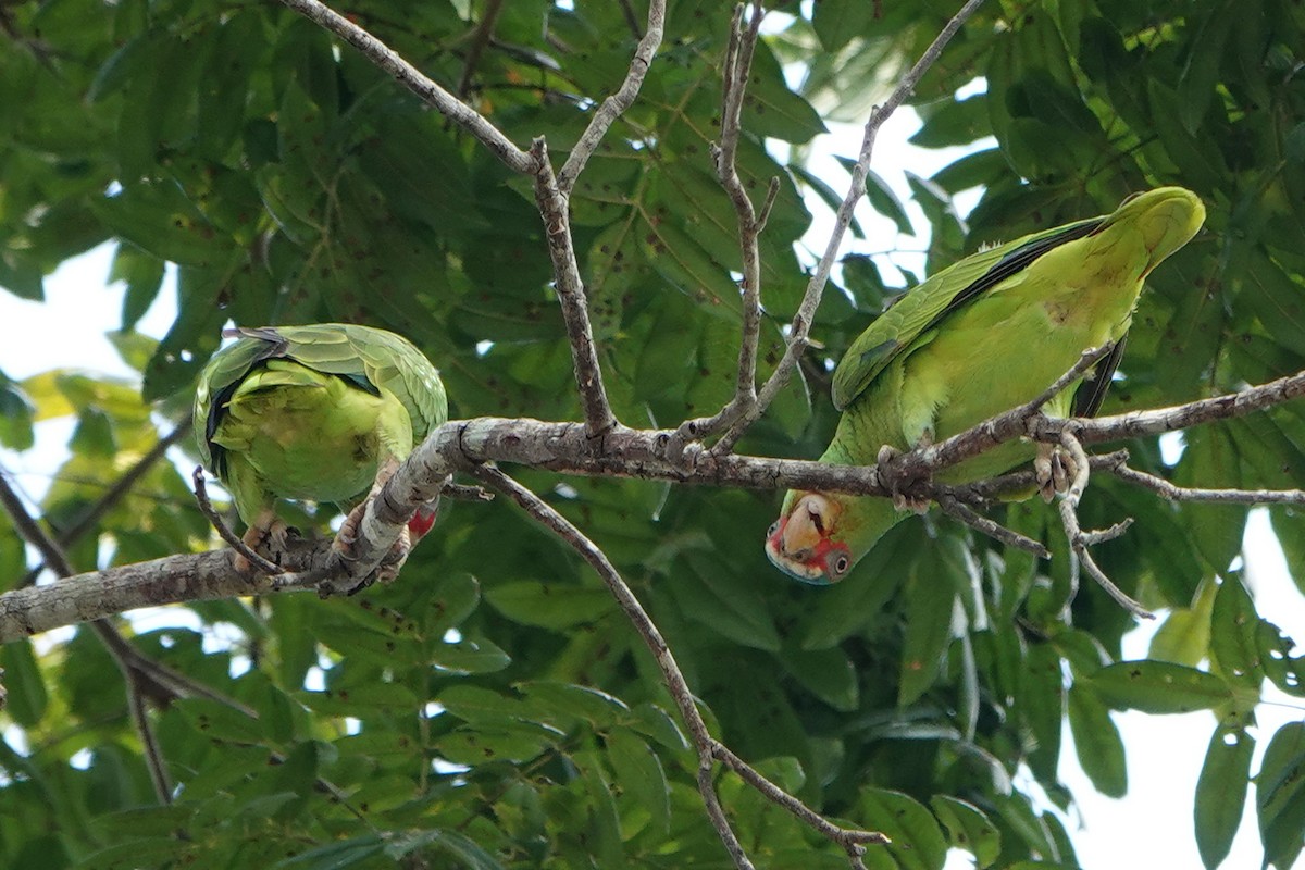 White-fronted Parrot - ML615939676