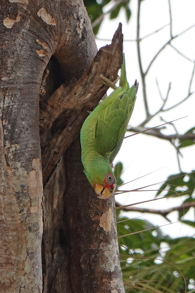 White-fronted Parrot - ML615939677