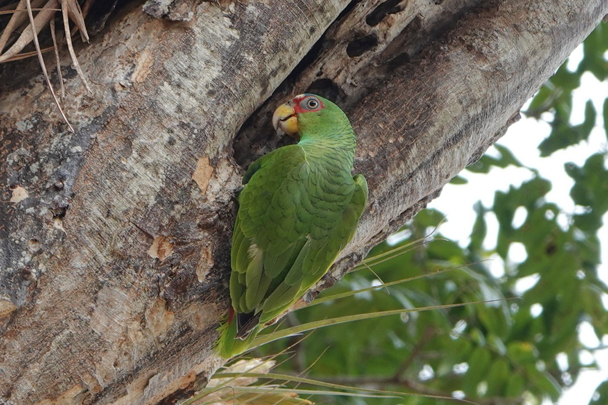 White-fronted Parrot - ML615939678