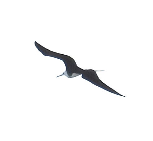 Magnificent Frigatebird - ML615939685