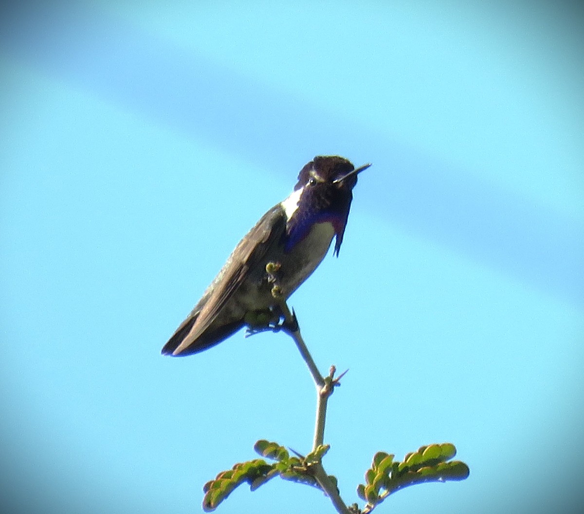 Costa's Hummingbird - ML615939694