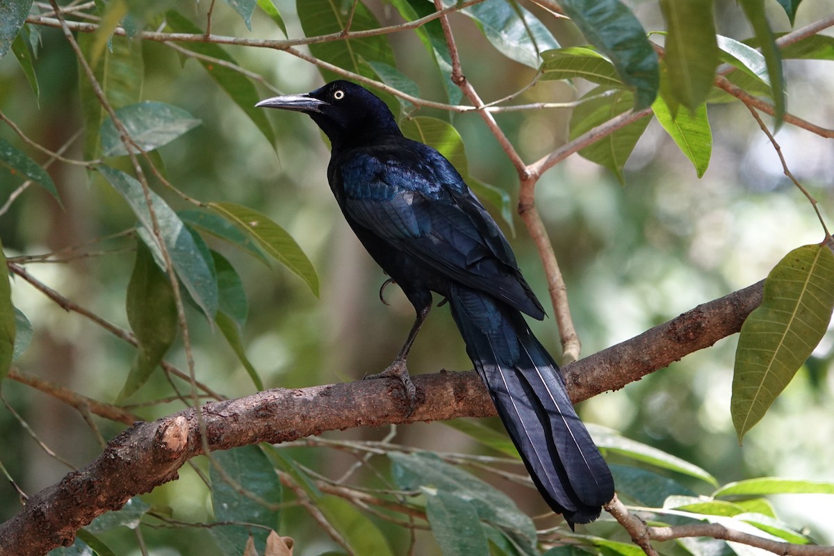 Great-tailed Grackle - ML615939695