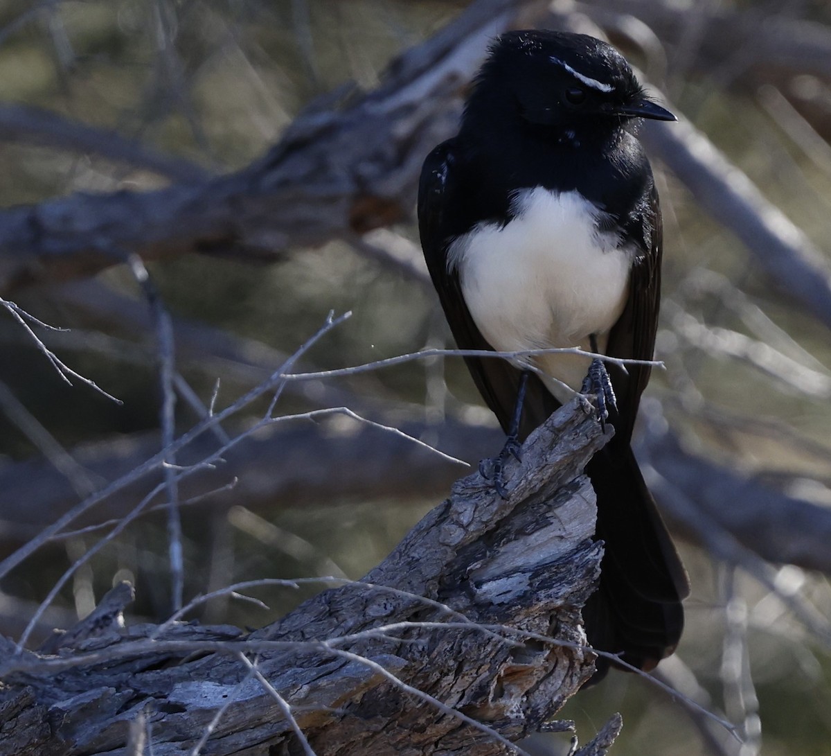 Willie-wagtail - Kevin McLeod