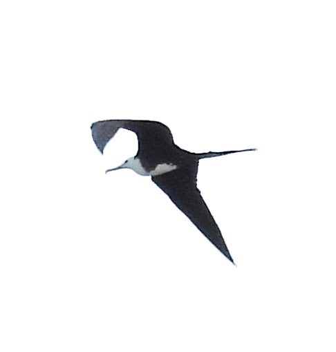 Magnificent Frigatebird - ML615939731