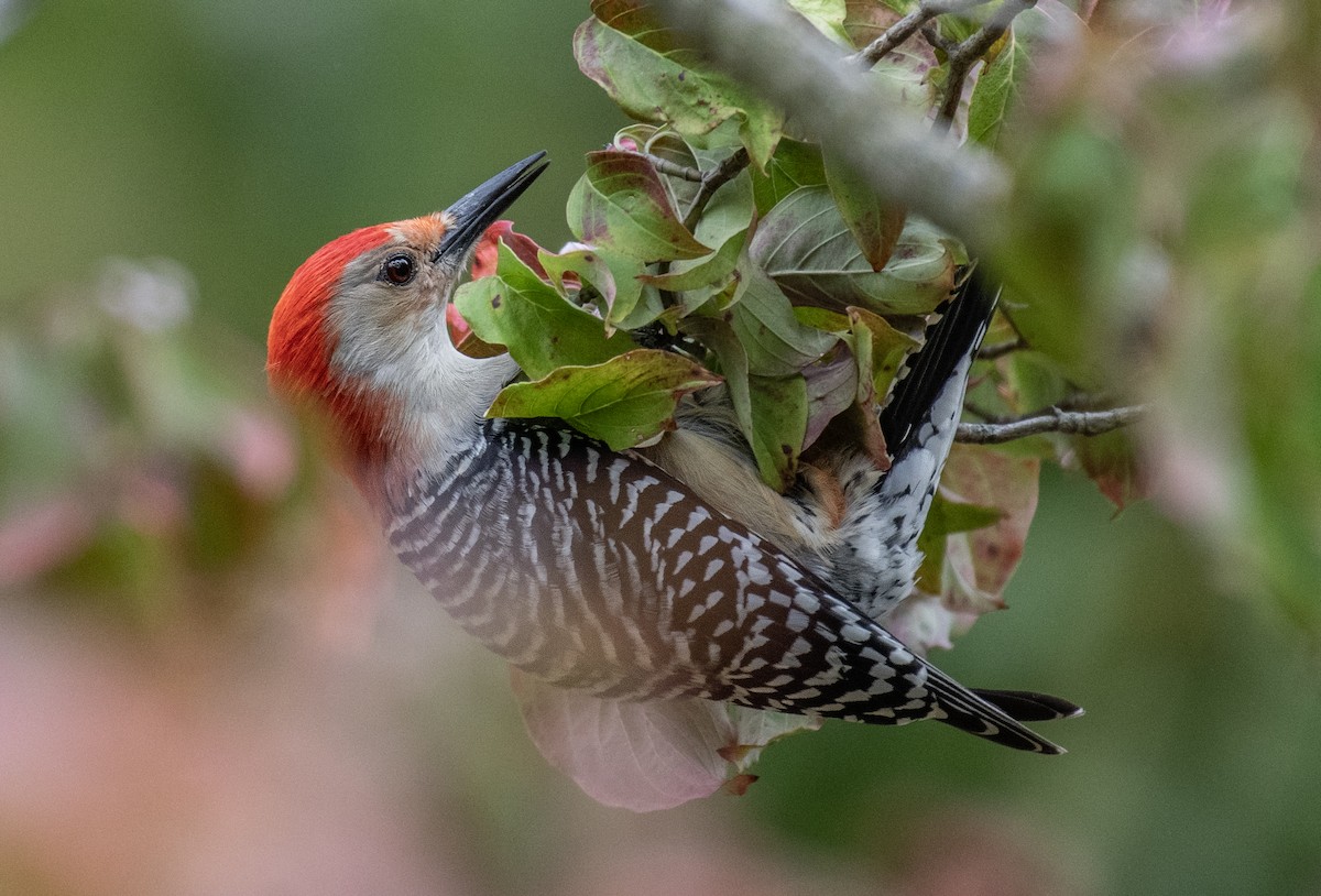 Red-bellied Woodpecker - ML615939881