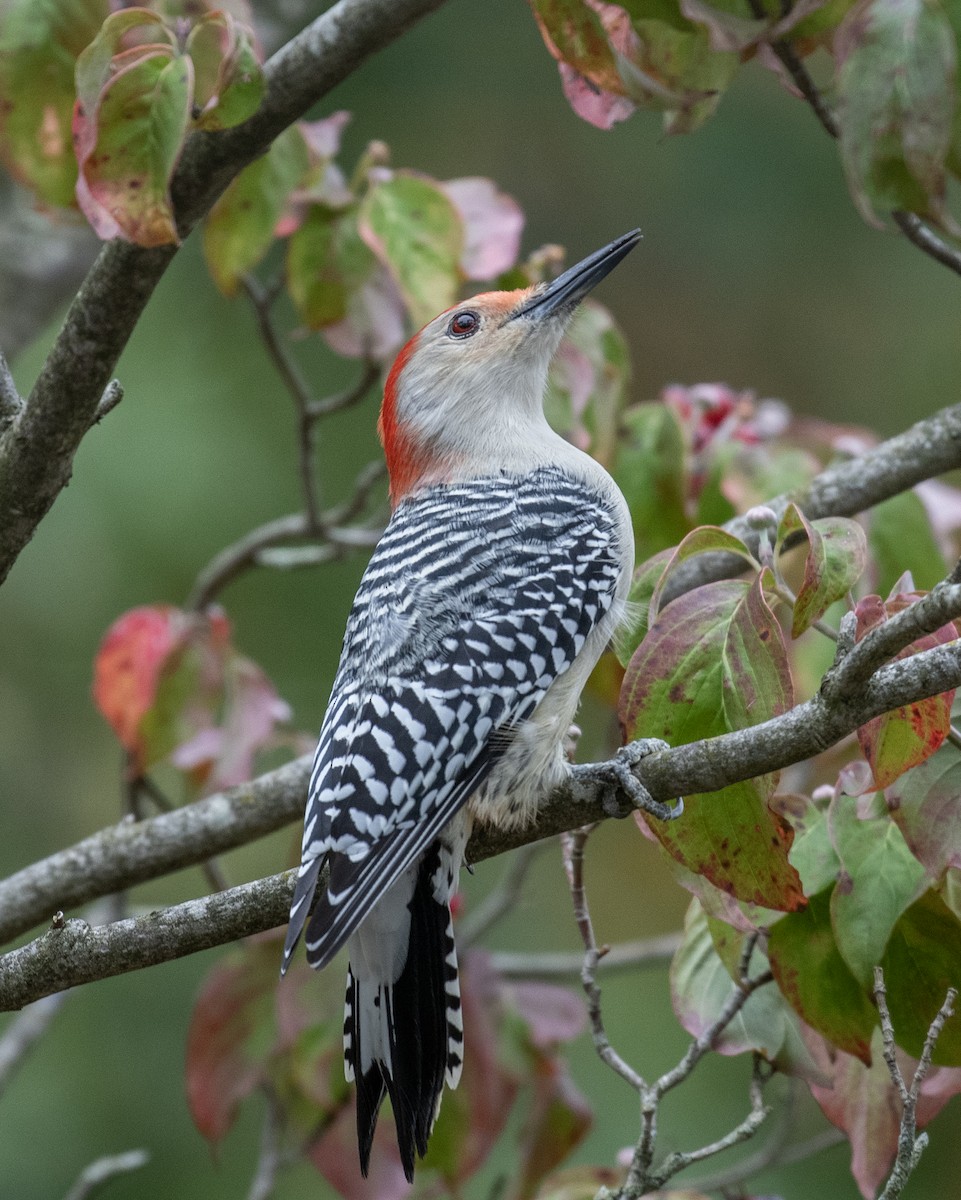 Red-bellied Woodpecker - ML615939885