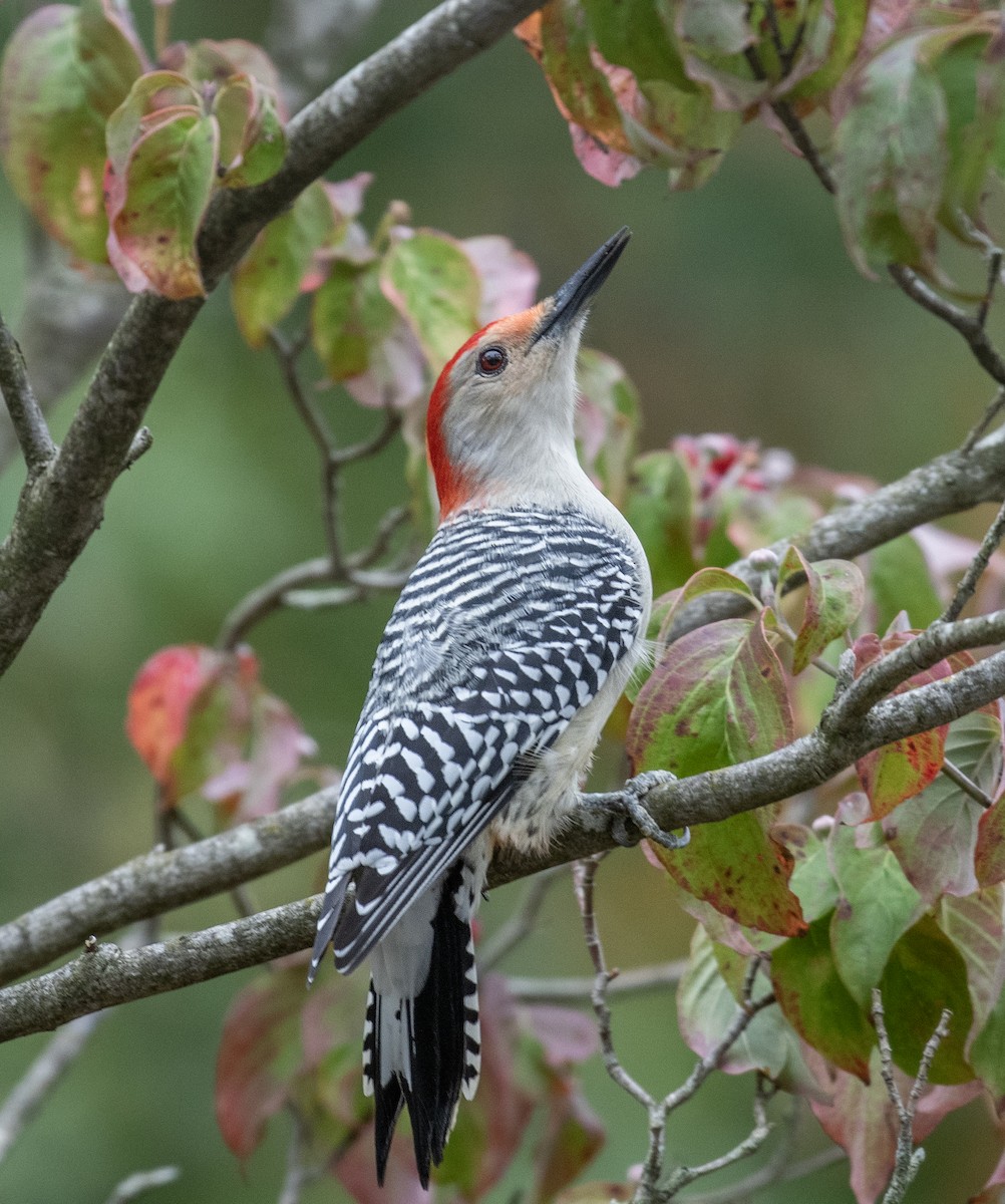 Red-bellied Woodpecker - Dave DeSarno
