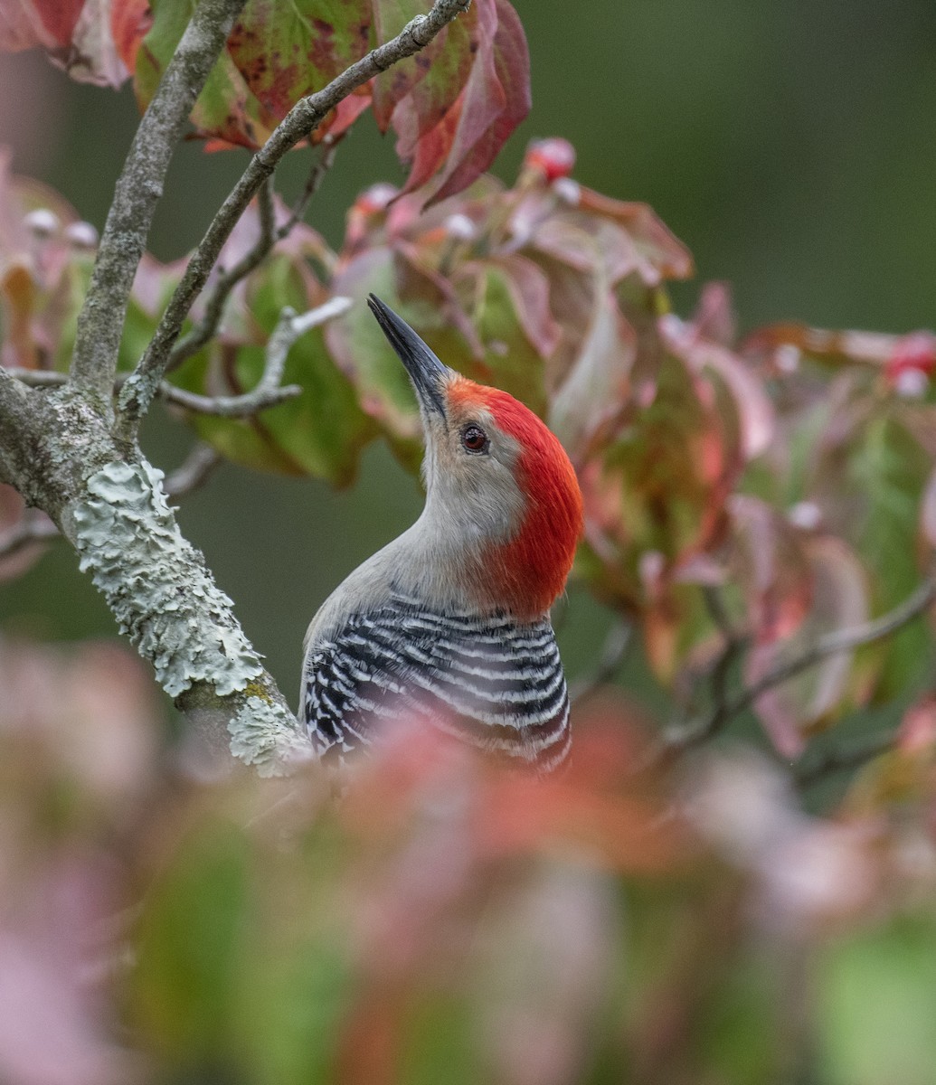 Red-bellied Woodpecker - ML615939894