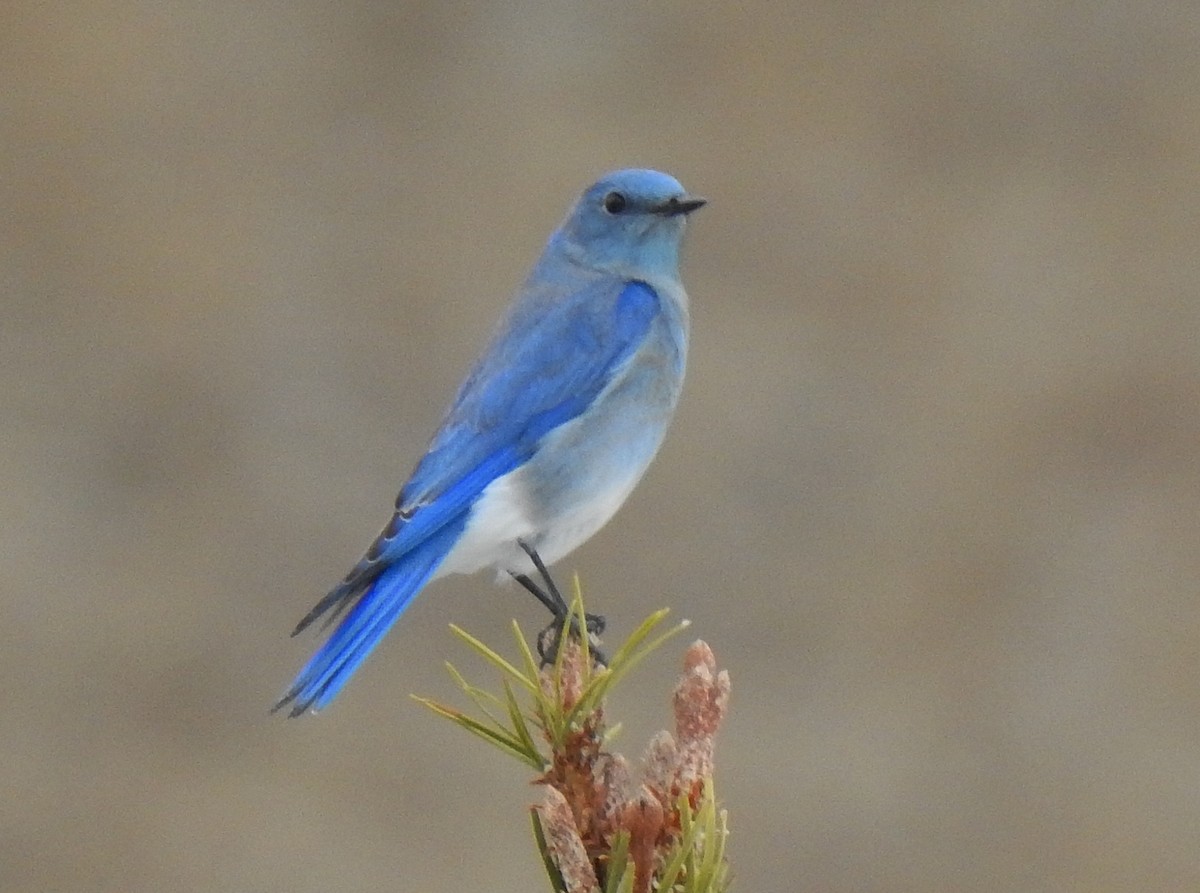 Mountain Bluebird - Pat Grantham