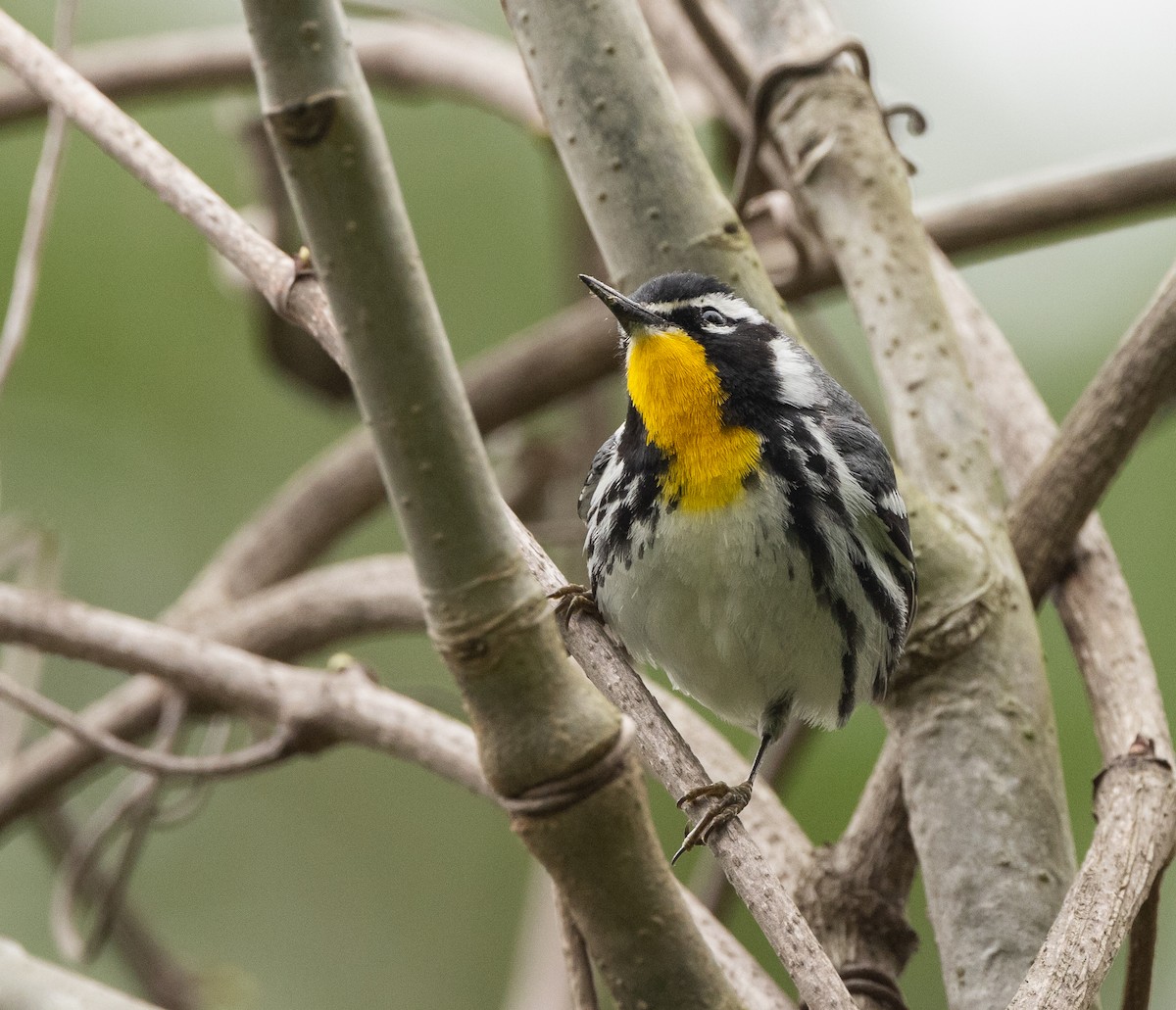 Yellow-throated Warbler - ML615940007