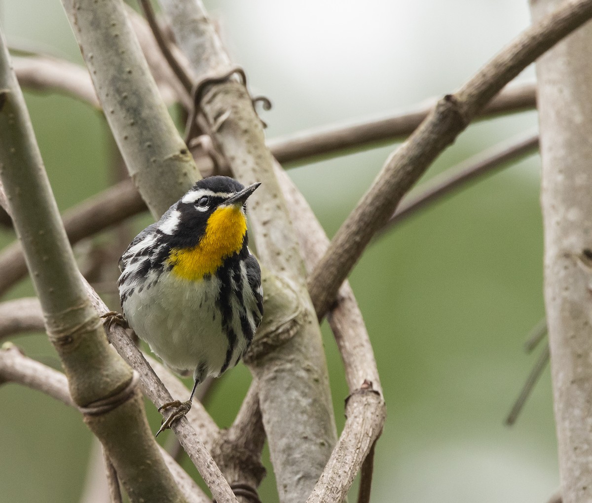 Yellow-throated Warbler - ML615940008