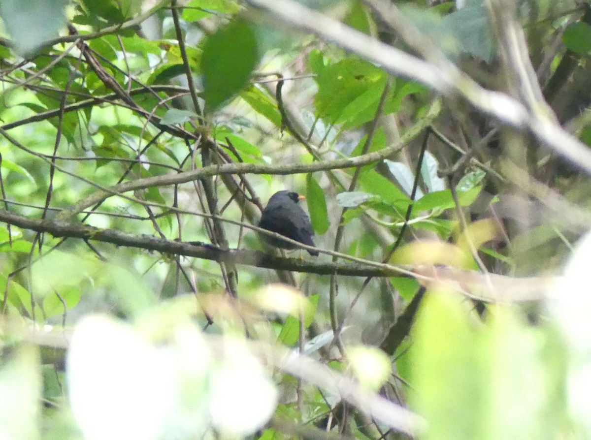 Black-faced Solitaire - ML615940203