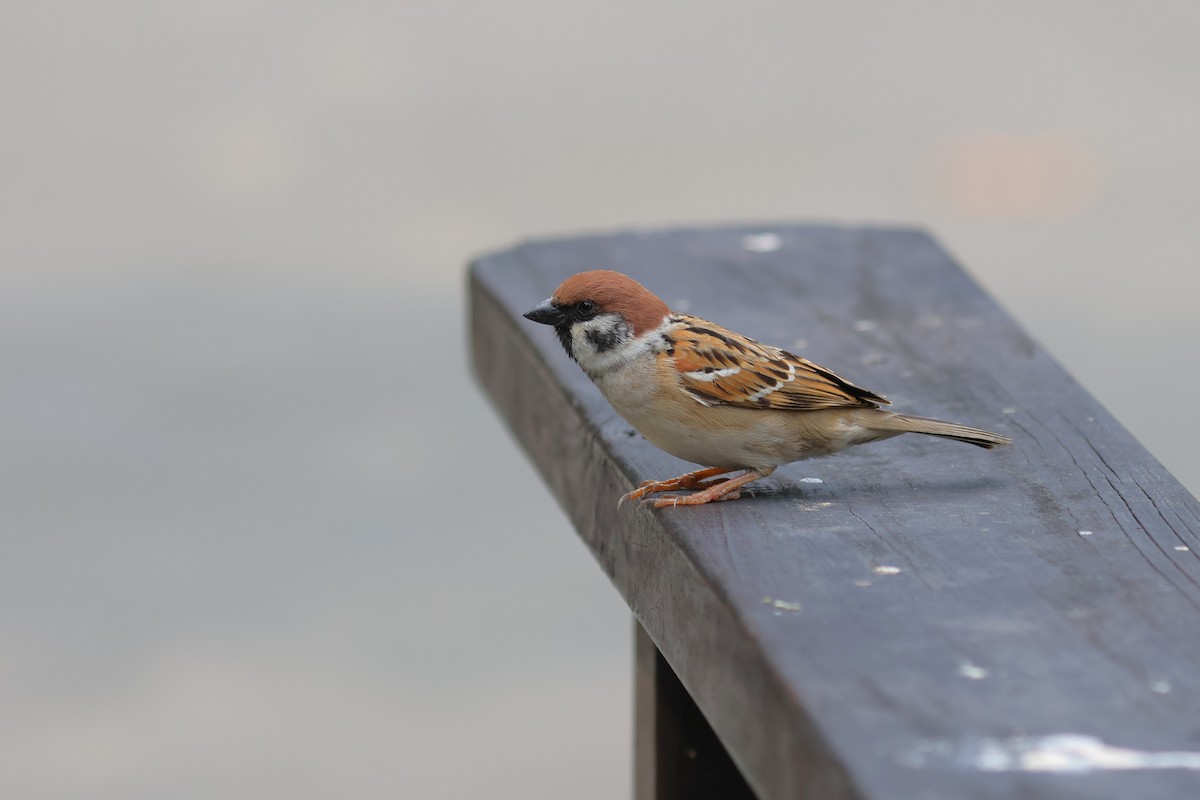 Eurasian Tree Sparrow - yang yi hsien