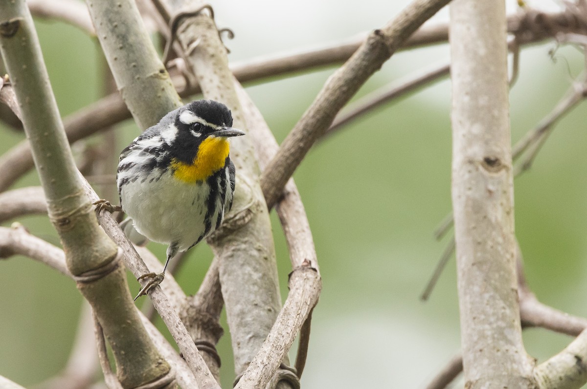 Yellow-throated Warbler - ML615940385