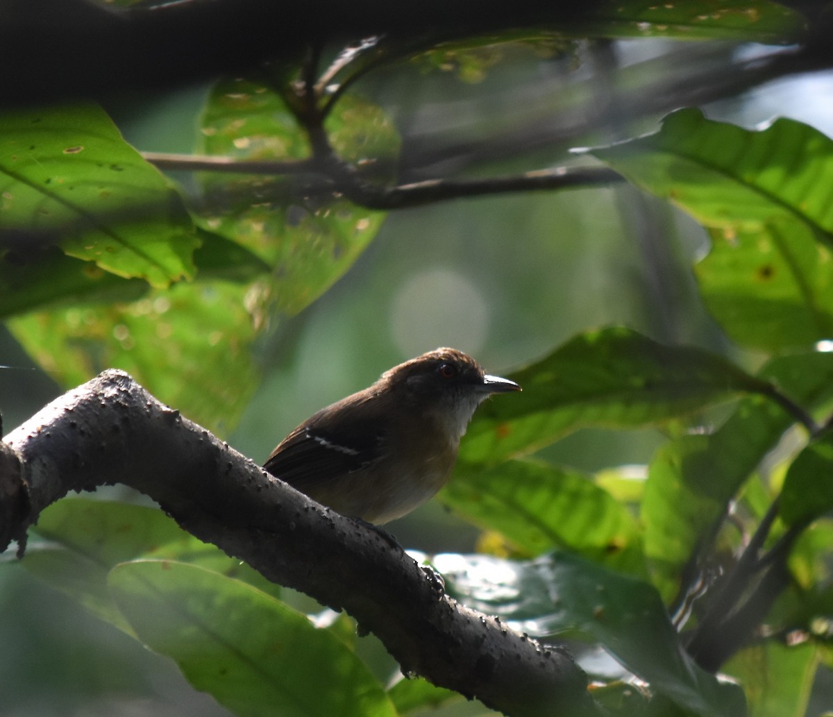 Black-tailed Antbird - ML615940658