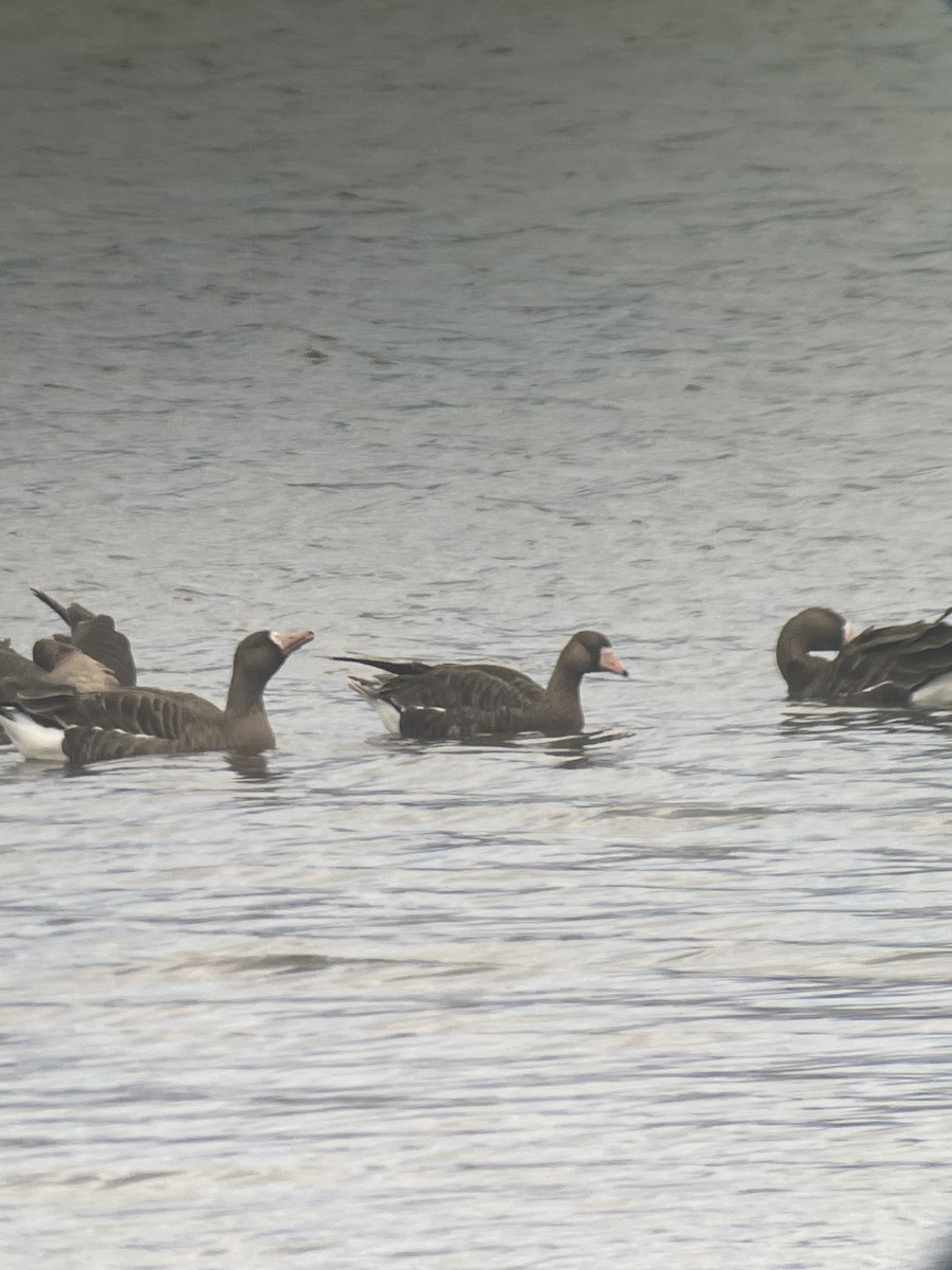 Greater White-fronted Goose - ML615940713