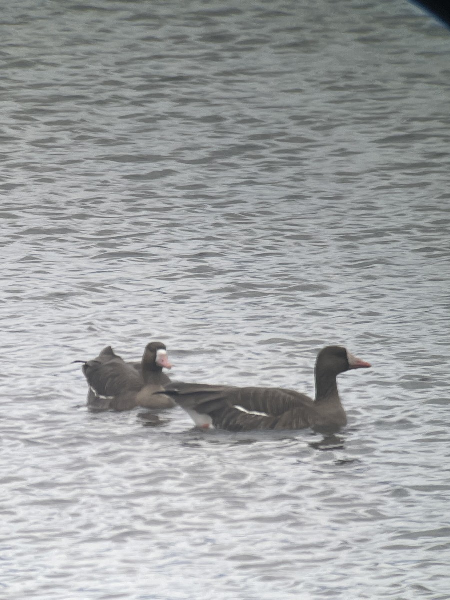 Greater White-fronted Goose - ML615940714