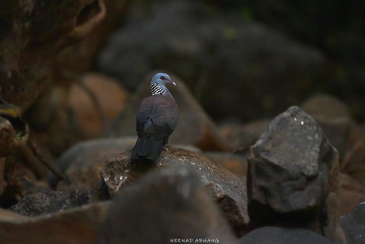 Nilgiri Wood-Pigeon - Neenad Abhang