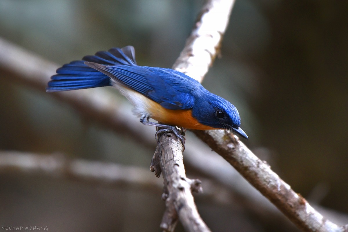 Tickell's Blue Flycatcher - Neenad Abhang