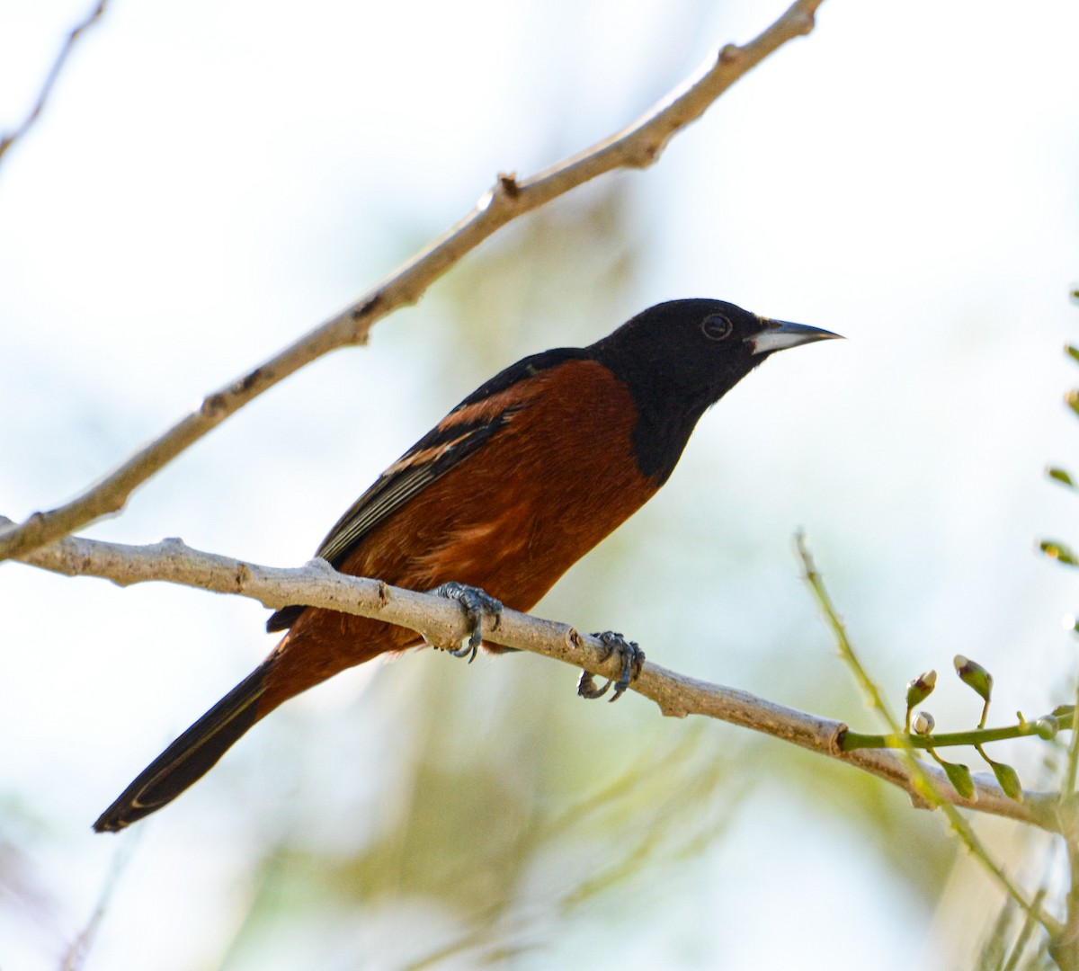 Orchard Oriole - ML615940903