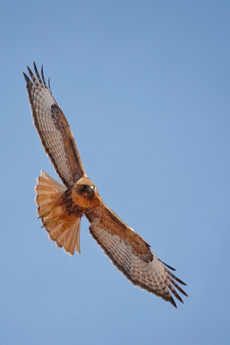 Red-tailed Hawk (calurus/alascensis) - ML615940910