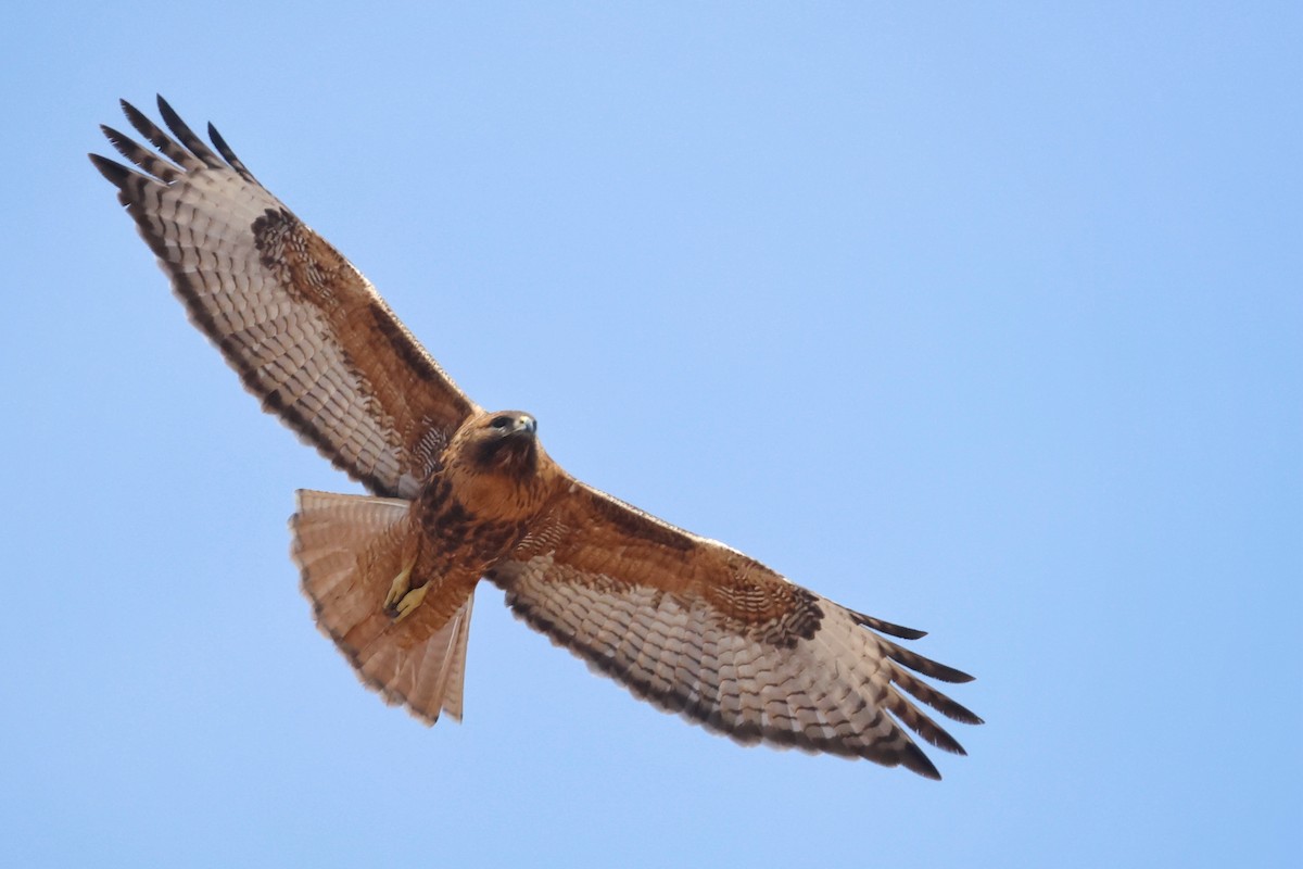 Red-tailed Hawk (calurus/alascensis) - ML615940911