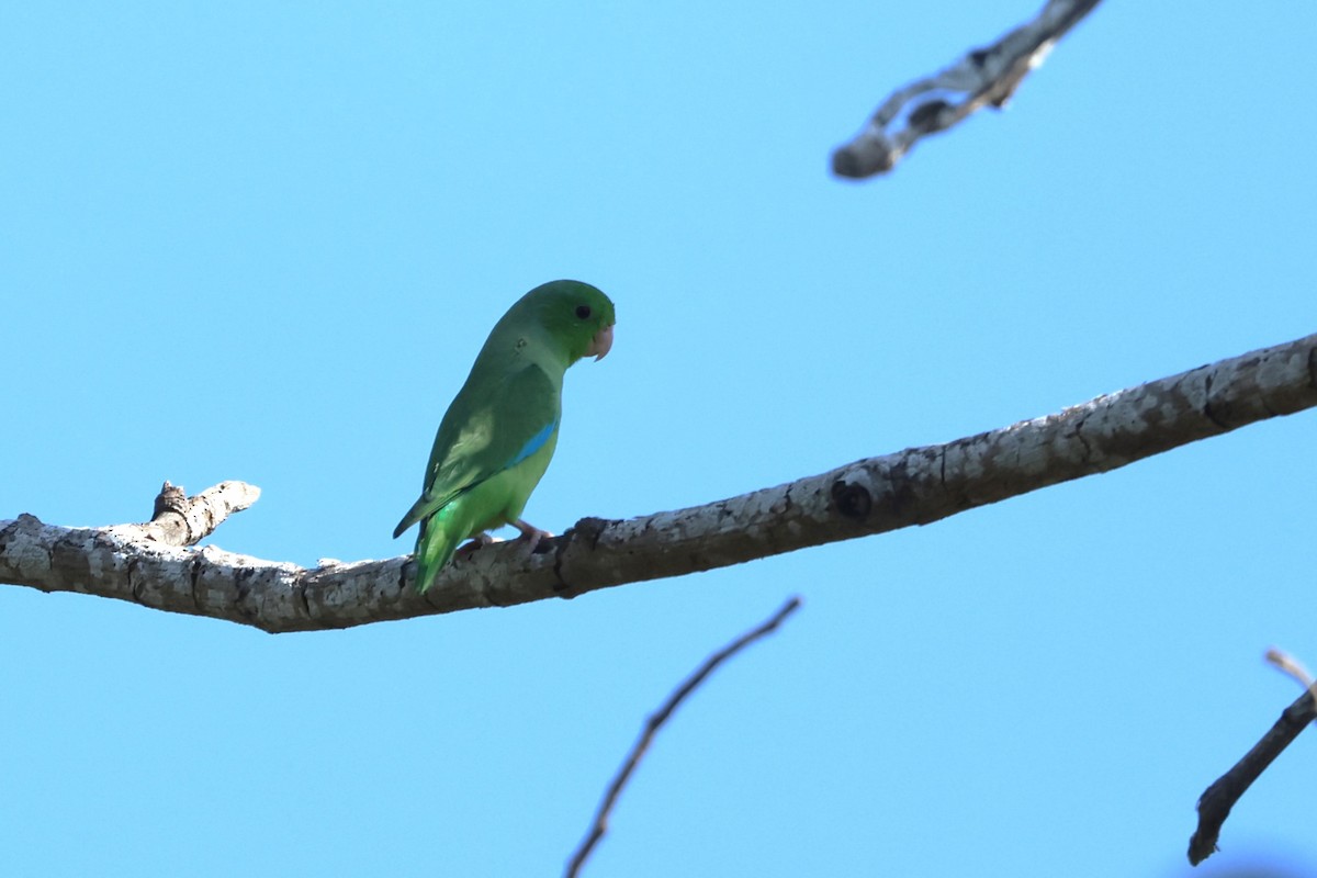 Turquoise-winged Parrotlet - ML615940958