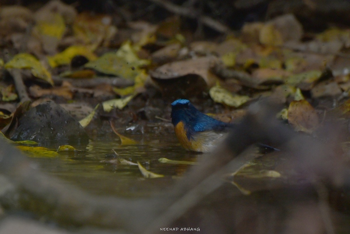Blue-throated Flycatcher (Blue-throated) - Neenad Abhang