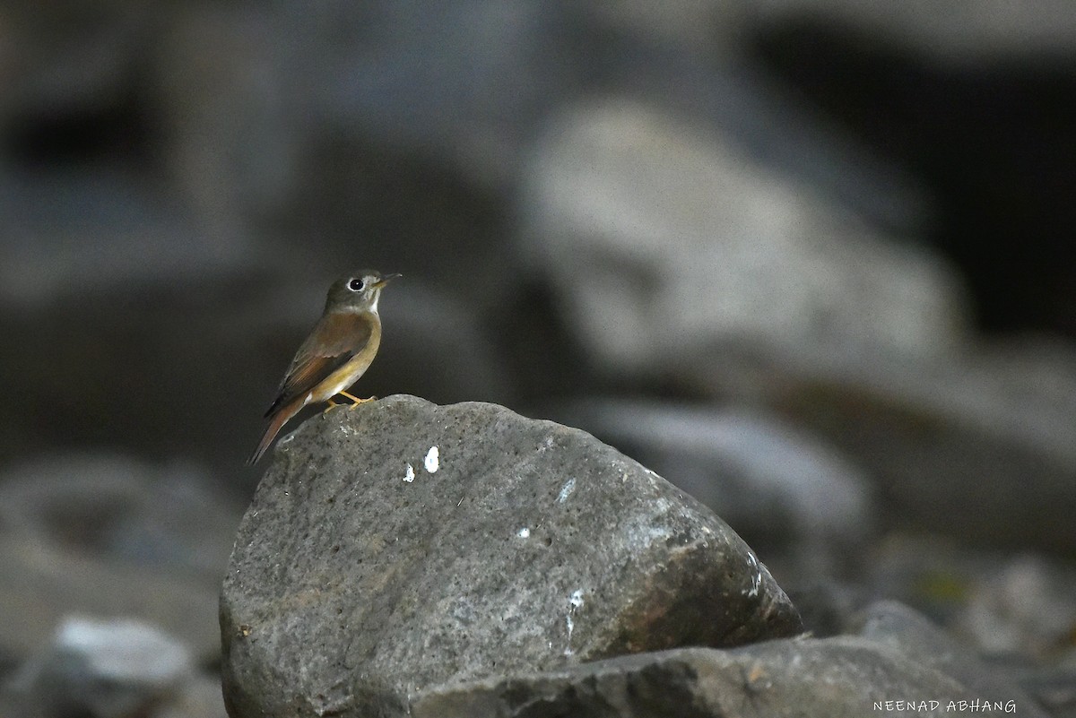 Brown-breasted Flycatcher - Neenad Abhang