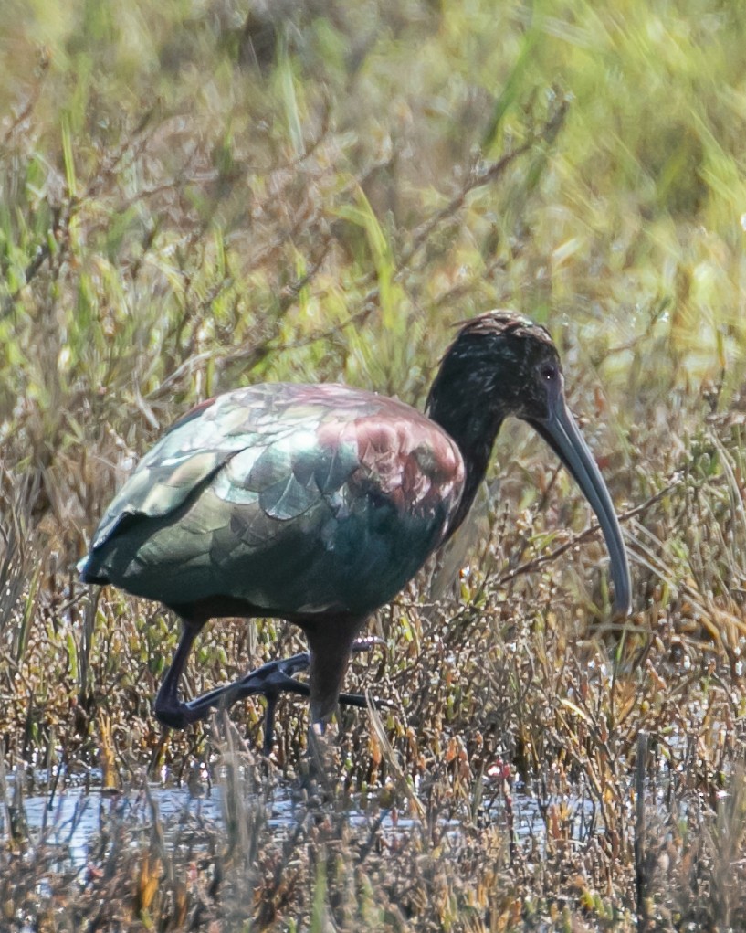 ibis americký - ML615941061