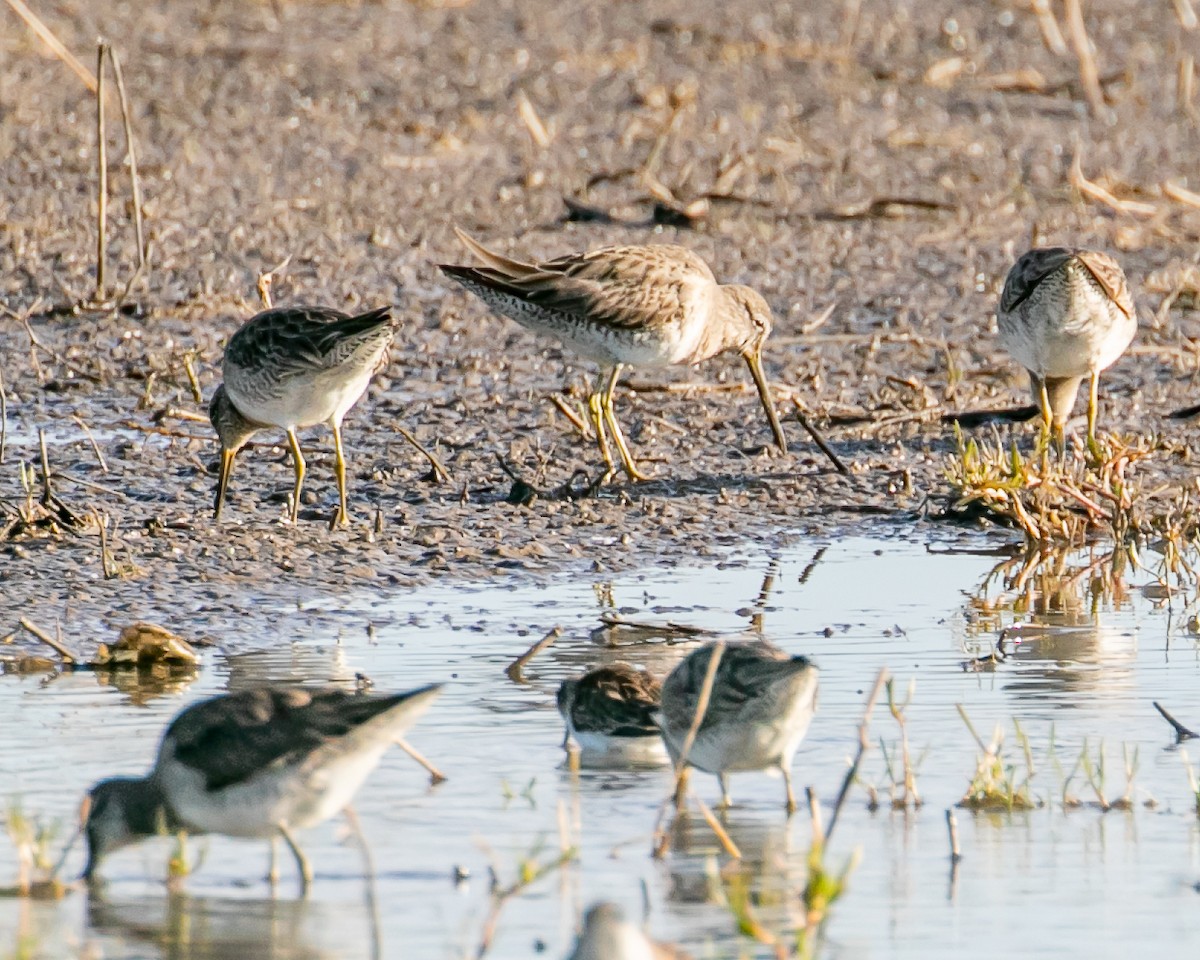 Long-billed Dowitcher - ML615941282