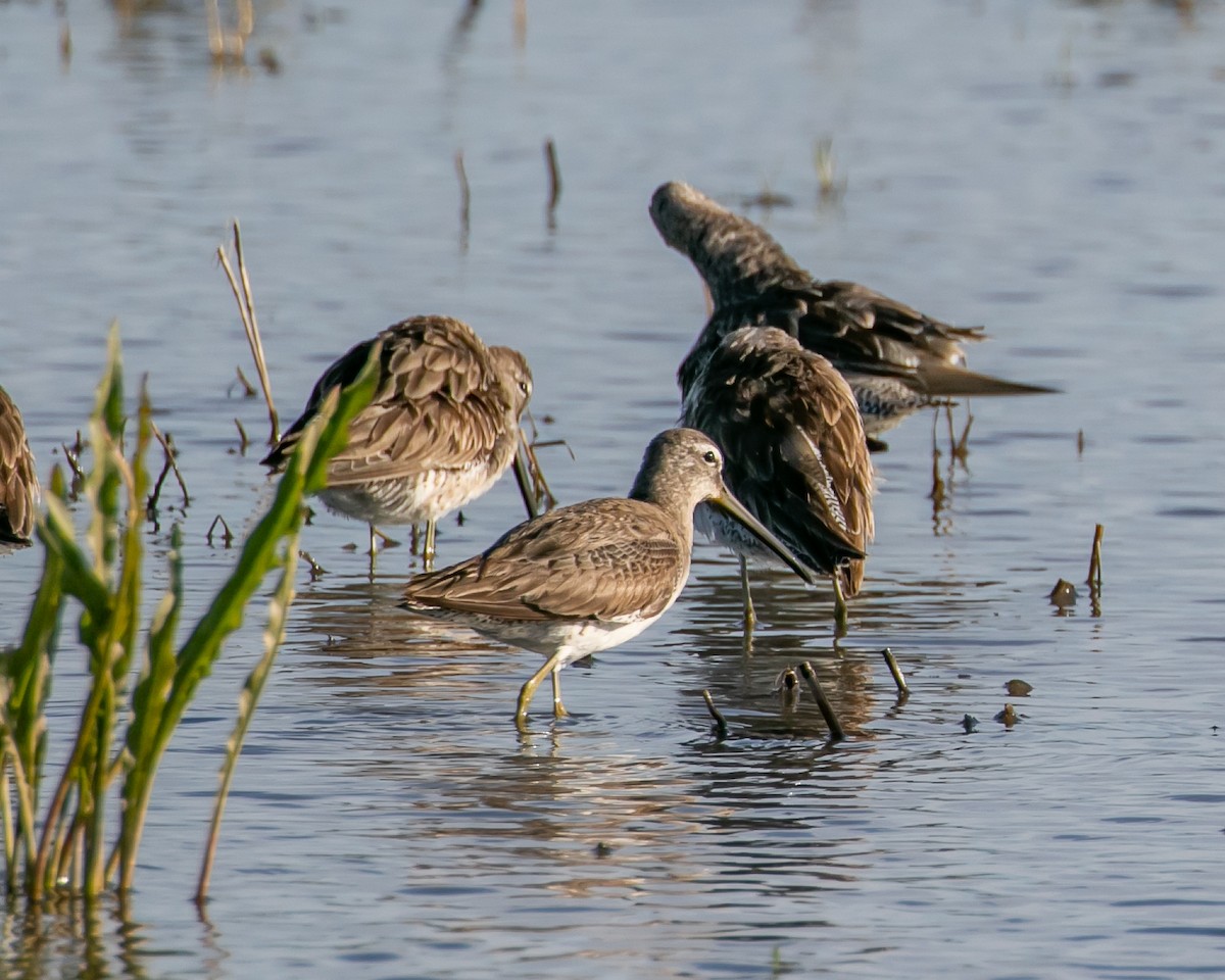 Long-billed Dowitcher - ML615941290