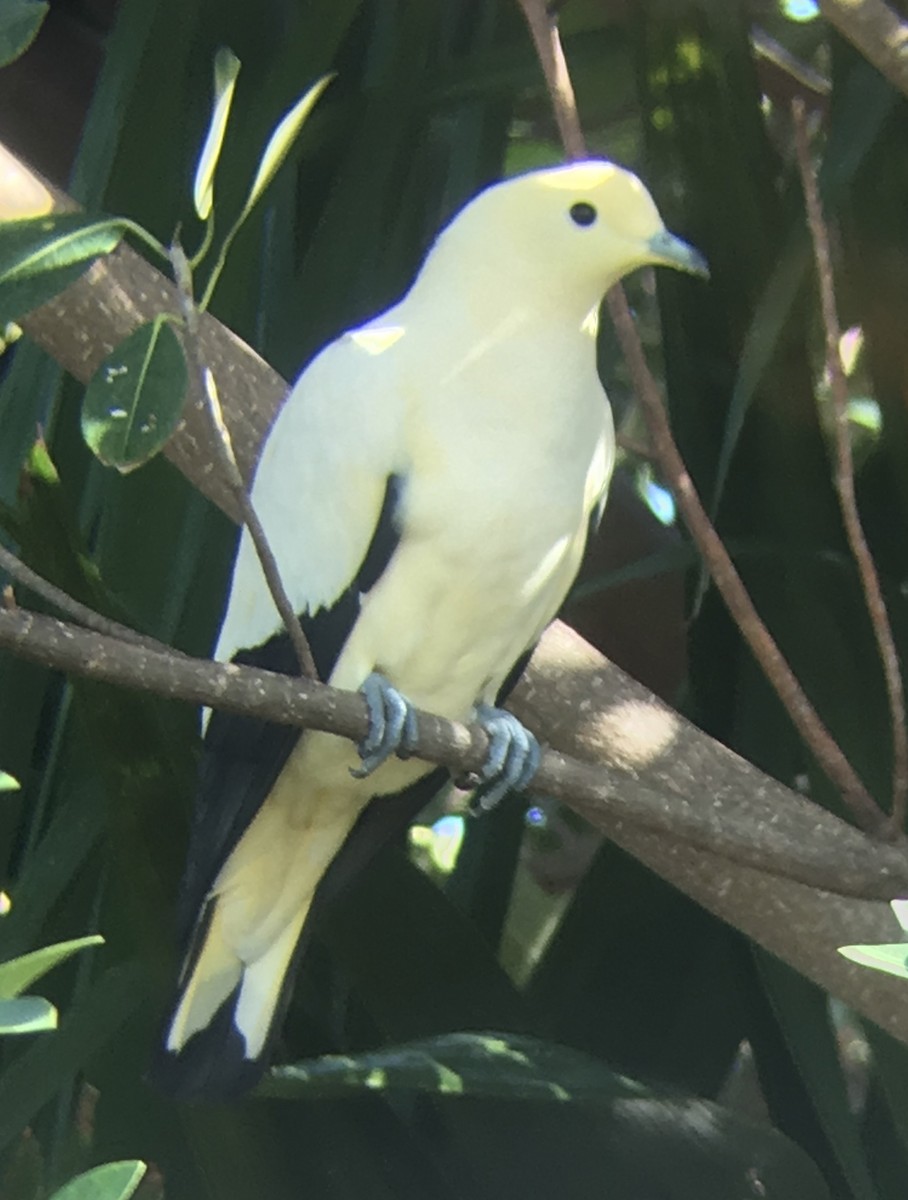 Pied Imperial-Pigeon - ML615941323