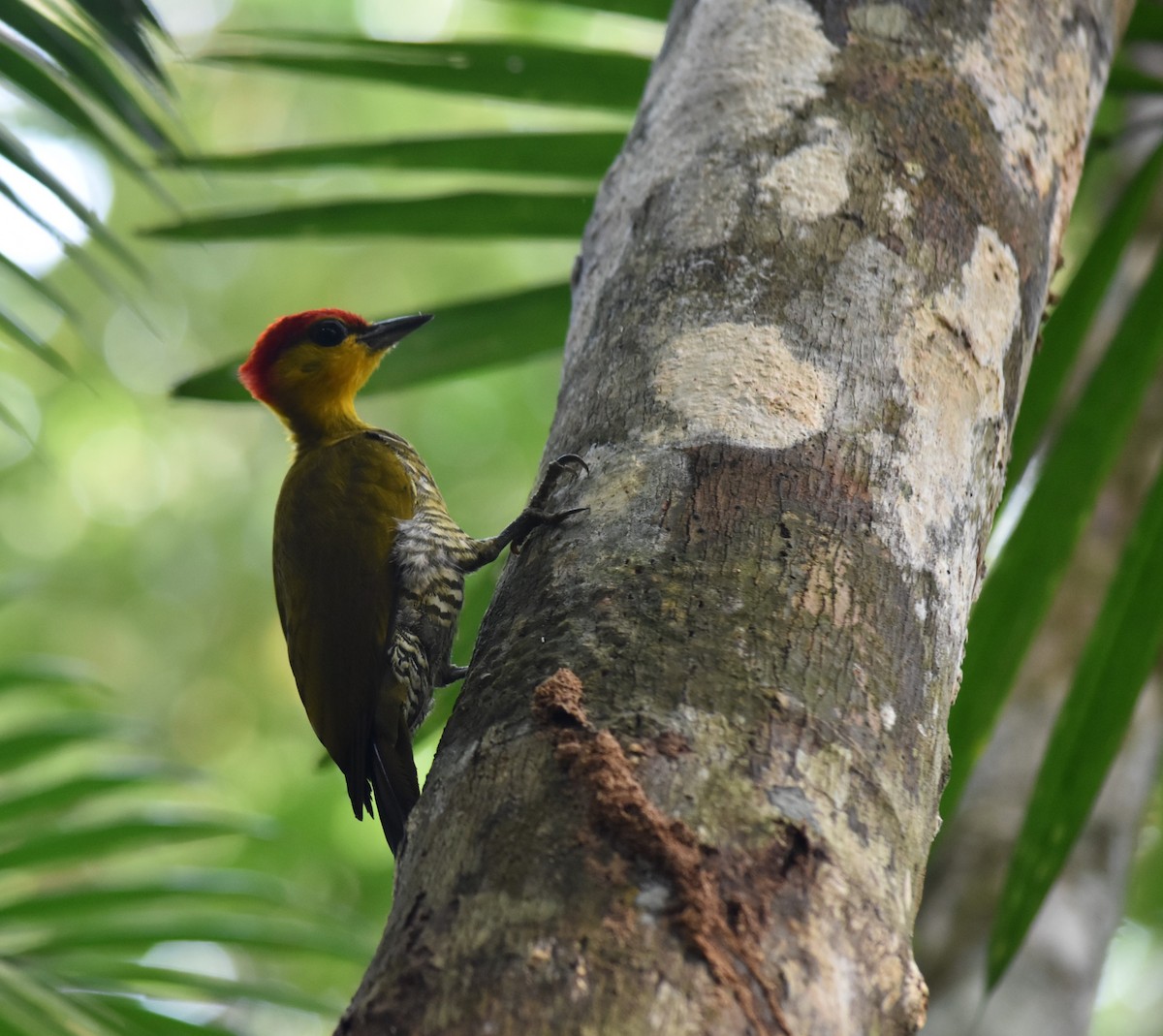 Yellow-throated Woodpecker - ML615941414