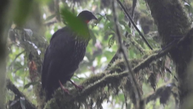 Crested Guan - ML615941727