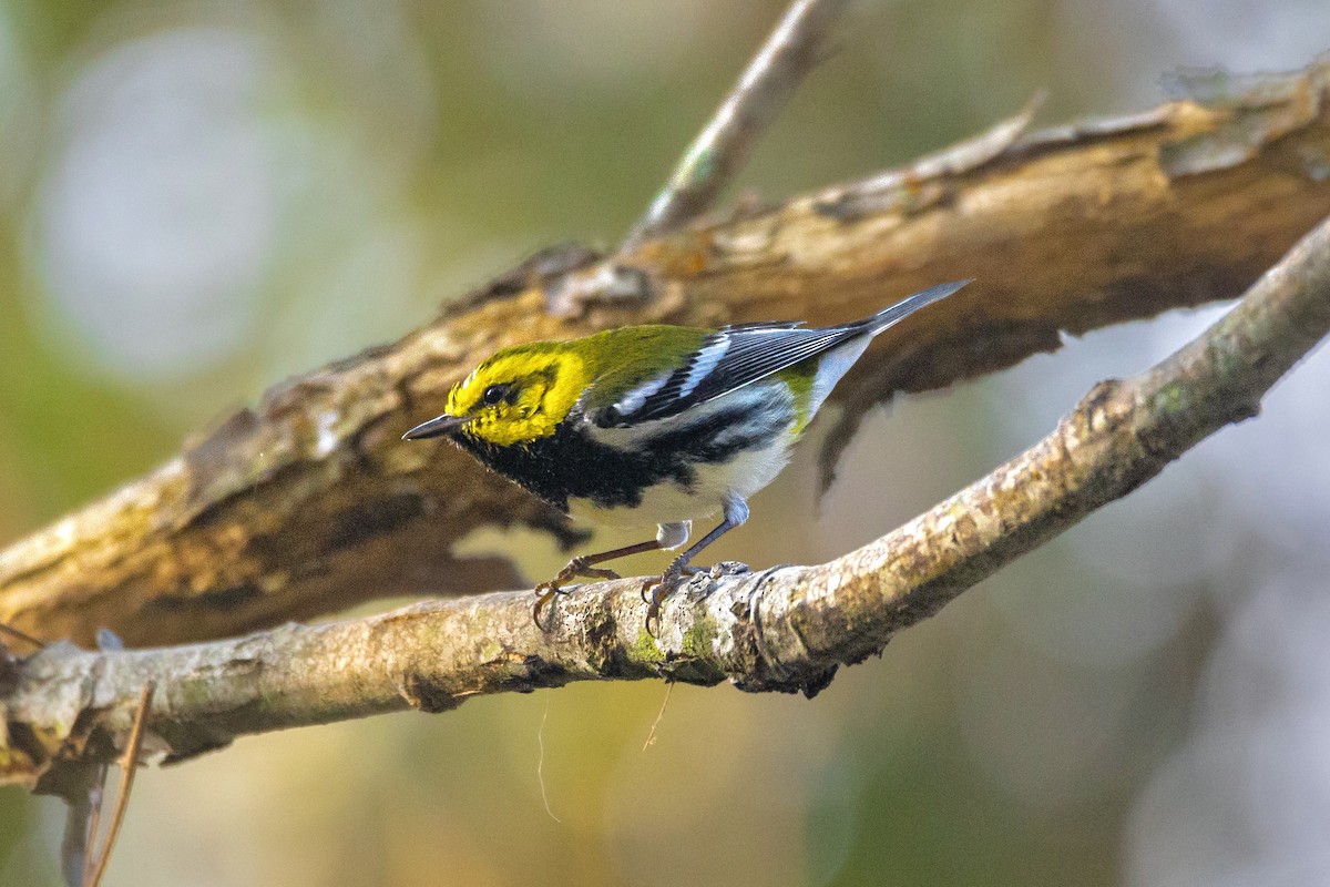 Black-throated Green Warbler - Enrique Mejía