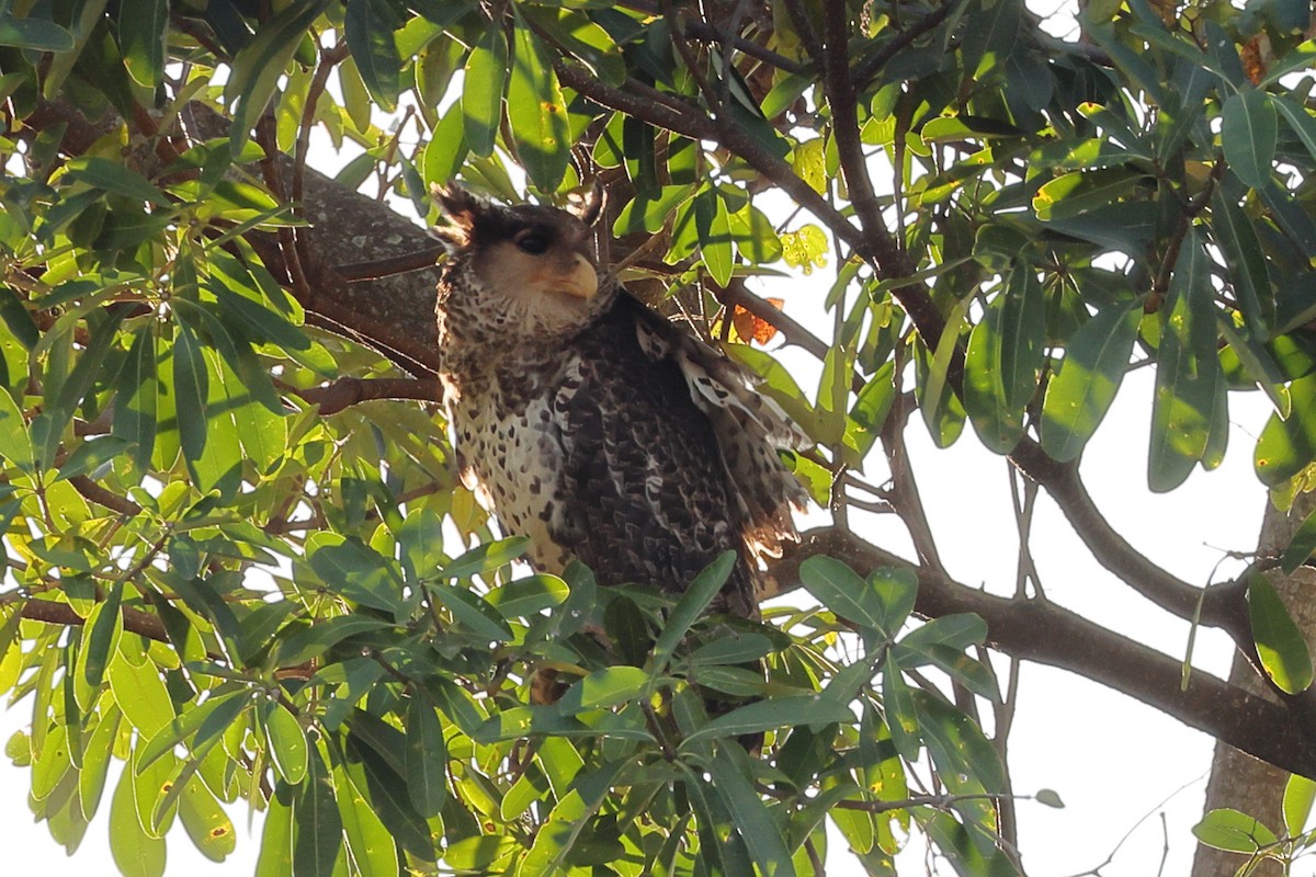 Spot-bellied Eagle-Owl - ML615941827