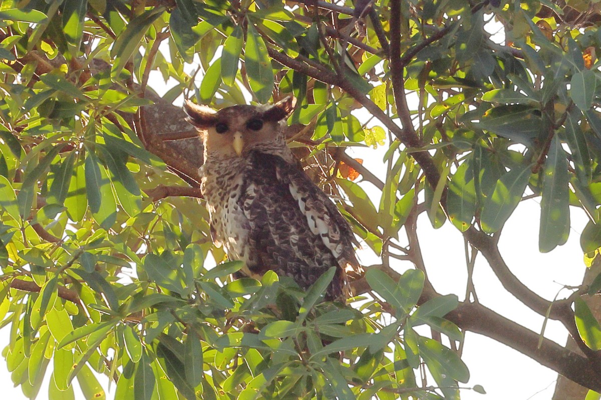 Spot-bellied Eagle-Owl - ML615941828