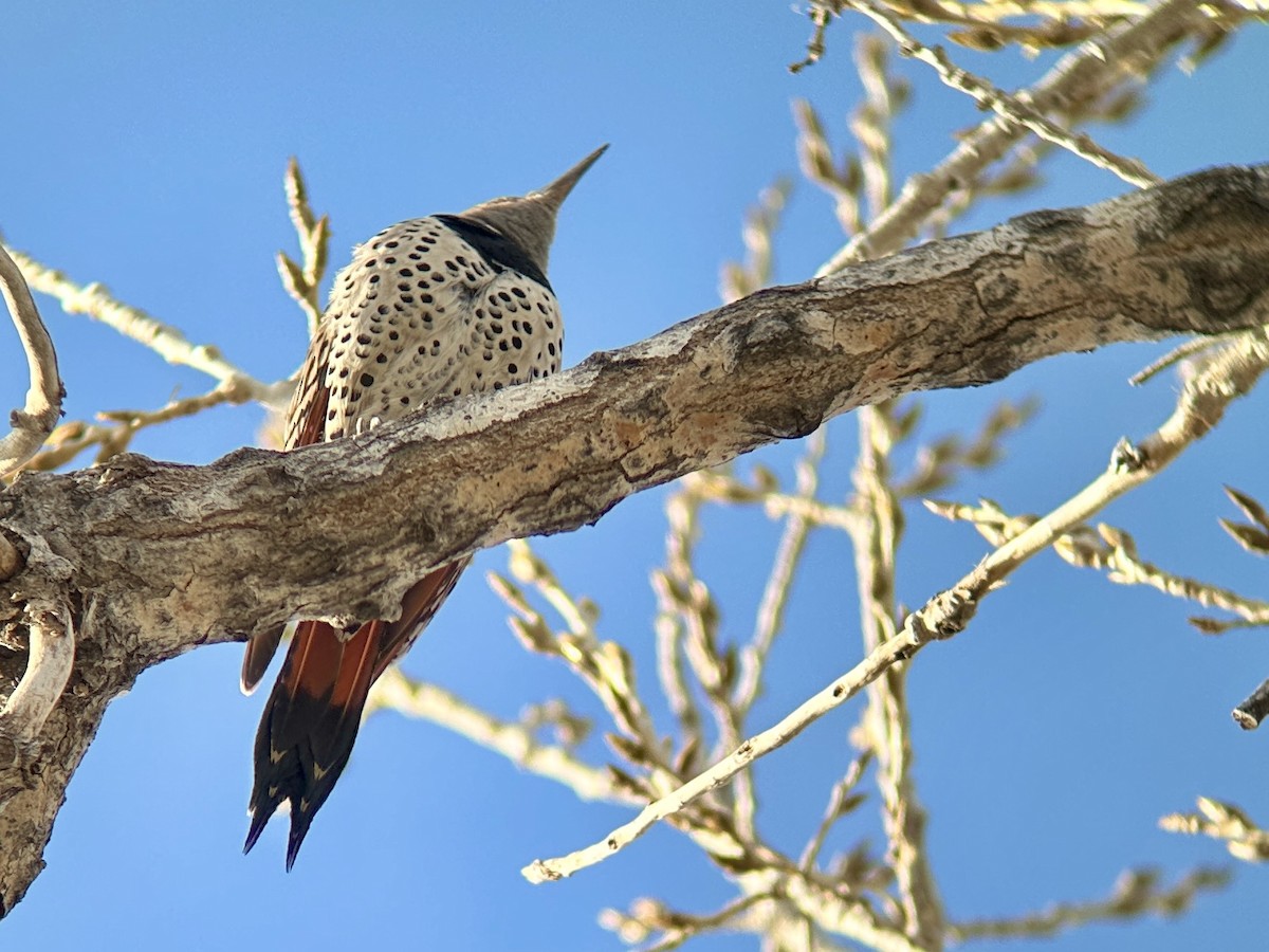 Northern Flicker (Red-shafted) - ML615941951