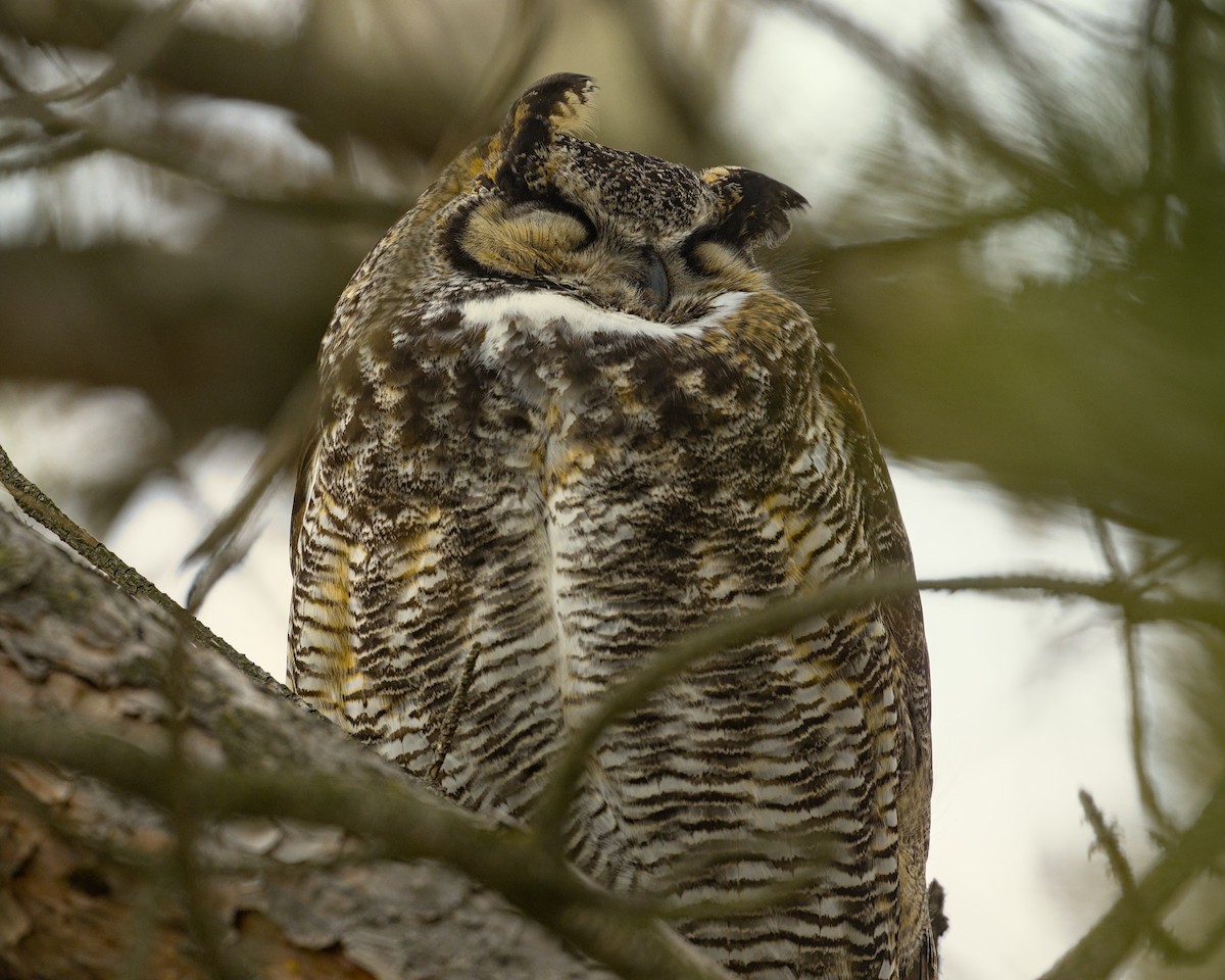 Great Horned Owl - ML615942013