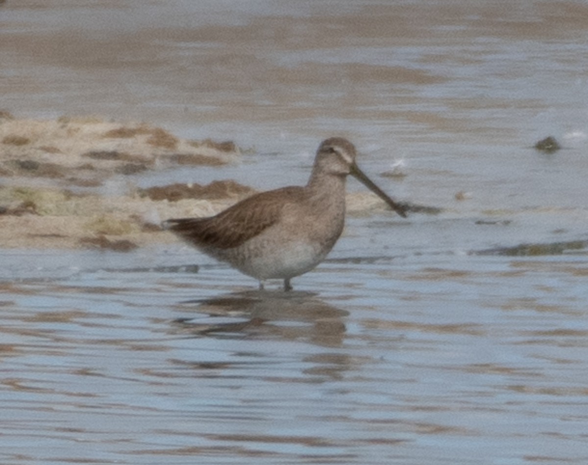 Long-billed Dowitcher - ML615942092