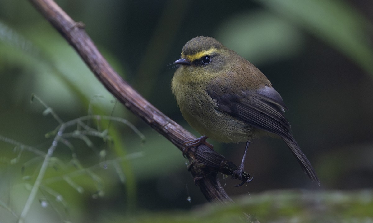 Yellow-bellied Chat-Tyrant - ML615942116