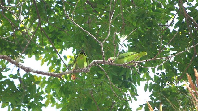 White-fronted Parrot - ML615942168