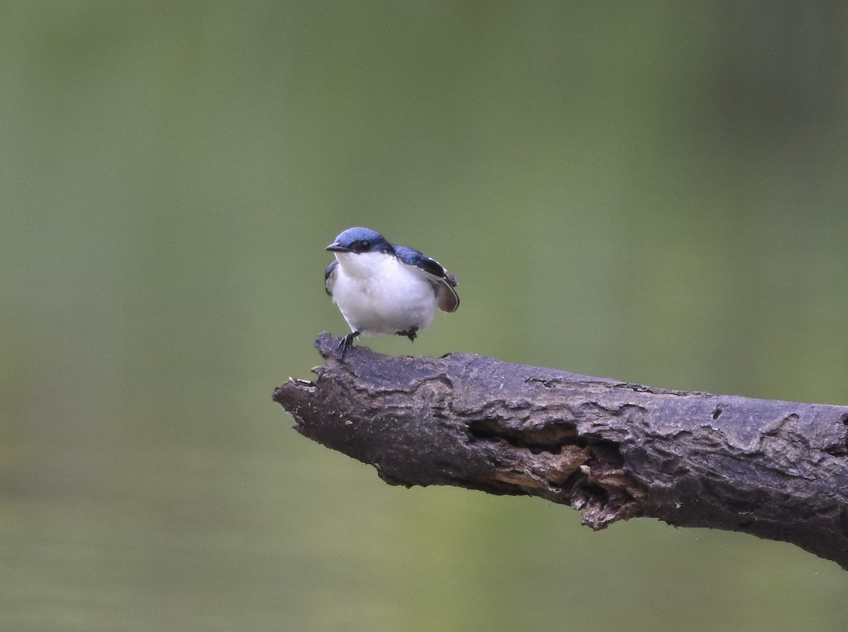 White-winged Swallow - ML615942404