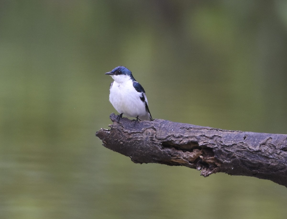 White-winged Swallow - ML615942405