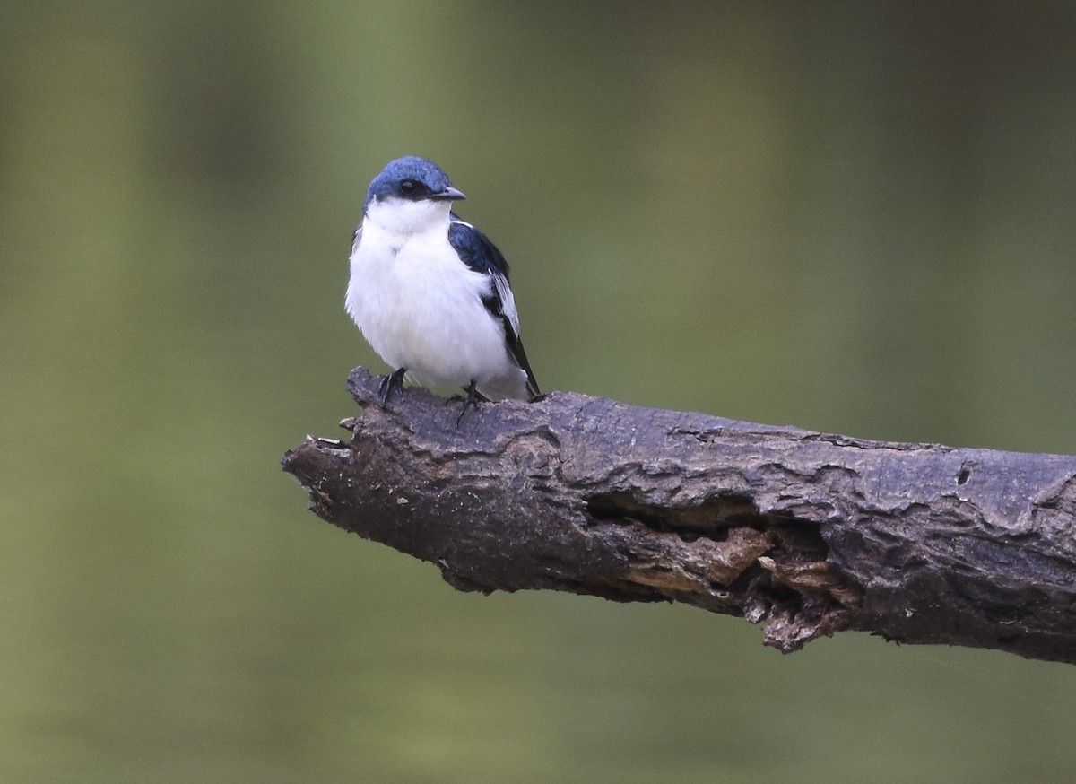 White-winged Swallow - ML615942406